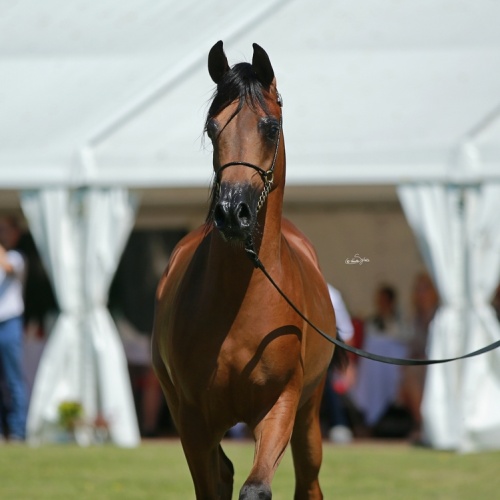 Junior Arabian Horse Show Bialka 2020